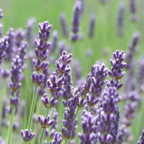 Lavendel